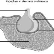 Hypophyse et poids